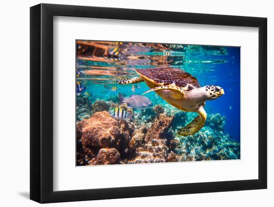 Hawksbill Turtle - Eretmochelys Imbricata Floats under Water. Maldives Indian Ocean Coral Reef.-Andrey Armyagov-Framed Photographic Print