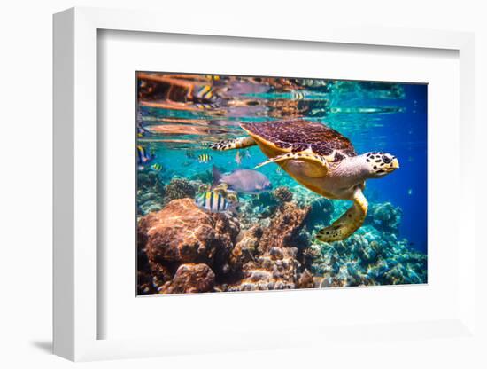 Hawksbill Turtle - Eretmochelys Imbricata Floats under Water. Maldives Indian Ocean Coral Reef.-Andrey Armyagov-Framed Photographic Print