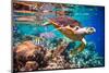 Hawksbill Turtle - Eretmochelys Imbricata Floats under Water. Maldives Indian Ocean Coral Reef.-Andrey Armyagov-Mounted Photographic Print