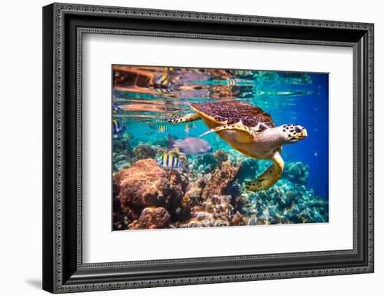 Hawksbill Turtle - Eretmochelys Imbricata Floats under Water. Maldives Indian Ocean Coral Reef.-Andrey Armyagov-Framed Photographic Print