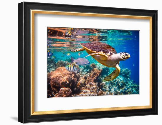 Hawksbill Turtle - Eretmochelys Imbricata Floats under Water. Maldives Indian Ocean Coral Reef.-Andrey Armyagov-Framed Photographic Print