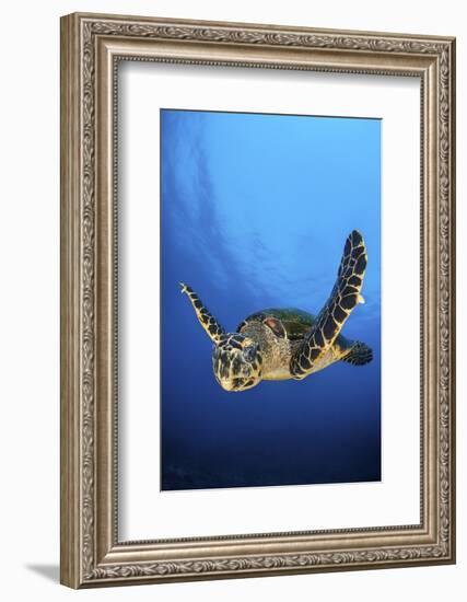 Hawksbill Turtle (Eretmochelys Imbricata) Male Swimming in Open Water Above a Coral Reef-Alex Mustard-Framed Photographic Print