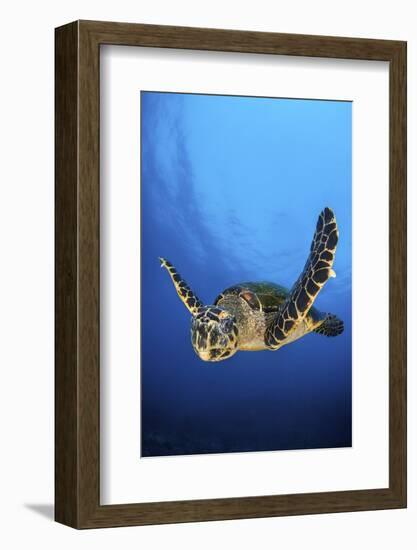 Hawksbill Turtle (Eretmochelys Imbricata) Male Swimming in Open Water Above a Coral Reef-Alex Mustard-Framed Photographic Print