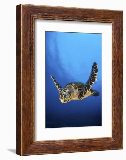 Hawksbill Turtle (Eretmochelys Imbricata) Male Swimming in Open Water Above a Coral Reef-Alex Mustard-Framed Photographic Print