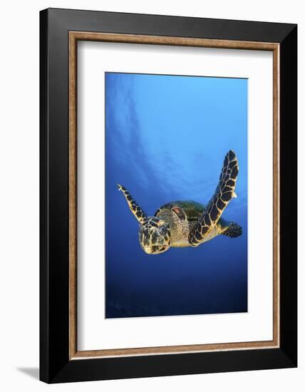 Hawksbill Turtle (Eretmochelys Imbricata) Male Swimming in Open Water Above a Coral Reef-Alex Mustard-Framed Photographic Print