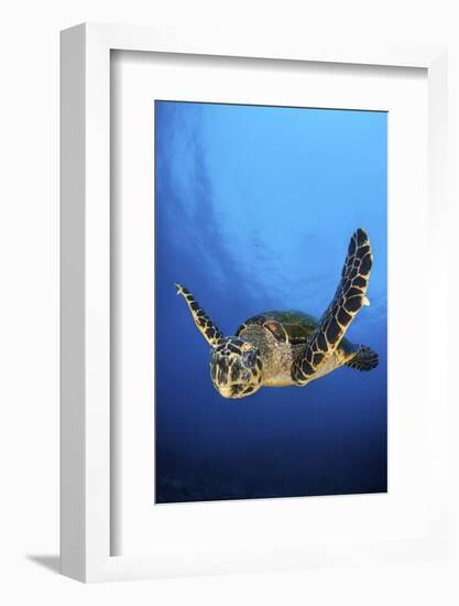 Hawksbill Turtle (Eretmochelys Imbricata) Male Swimming in Open Water Above a Coral Reef-Alex Mustard-Framed Photographic Print