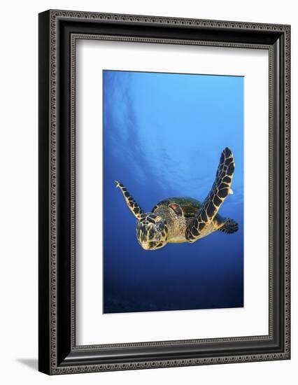 Hawksbill Turtle (Eretmochelys Imbricata) Male Swimming in Open Water Above a Coral Reef-Alex Mustard-Framed Photographic Print