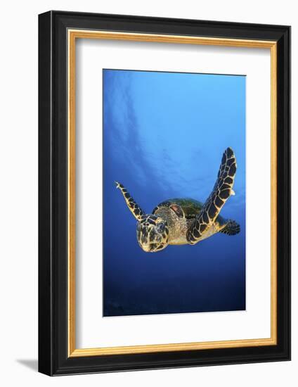 Hawksbill Turtle (Eretmochelys Imbricata) Male Swimming in Open Water Above a Coral Reef-Alex Mustard-Framed Photographic Print