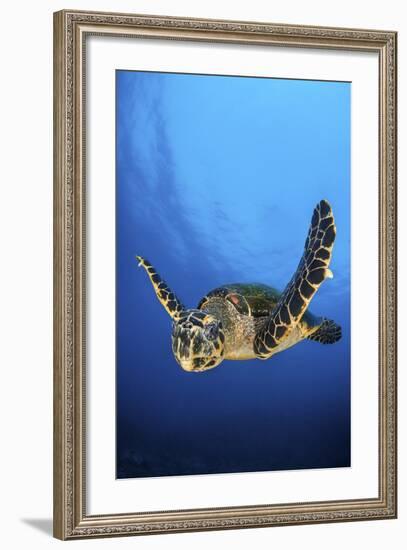 Hawksbill Turtle (Eretmochelys Imbricata) Male Swimming in Open Water Above a Coral Reef-Alex Mustard-Framed Photographic Print