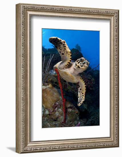 Hawksbill Turtle (Eretmochelys Imbricata) on a Reef Wall with a Rope Sponge-Alex Mustard-Framed Photographic Print