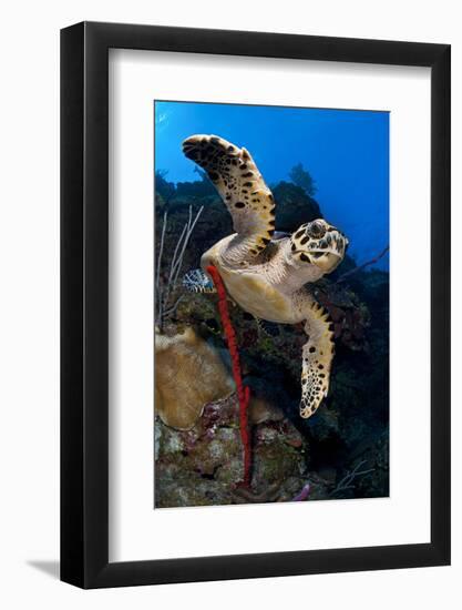 Hawksbill Turtle (Eretmochelys Imbricata) on a Reef Wall with a Rope Sponge-Alex Mustard-Framed Photographic Print