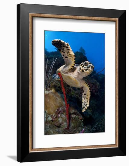 Hawksbill Turtle (Eretmochelys Imbricata) on a Reef Wall with a Rope Sponge-Alex Mustard-Framed Photographic Print