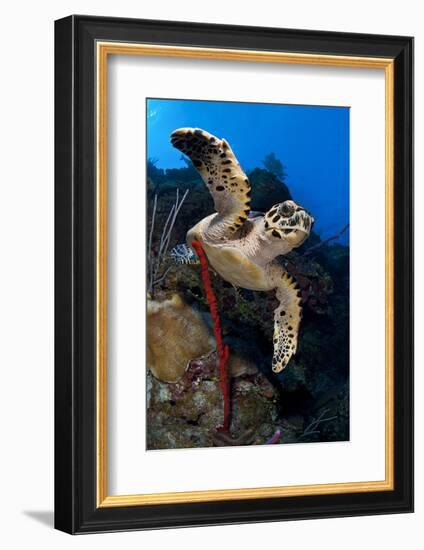 Hawksbill Turtle (Eretmochelys Imbricata) on a Reef Wall with a Rope Sponge-Alex Mustard-Framed Photographic Print