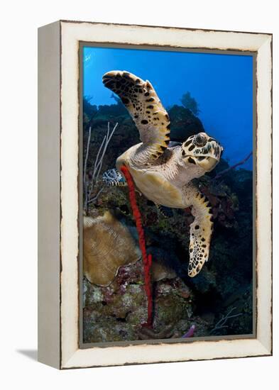 Hawksbill Turtle (Eretmochelys Imbricata) on a Reef Wall with a Rope Sponge-Alex Mustard-Framed Premier Image Canvas