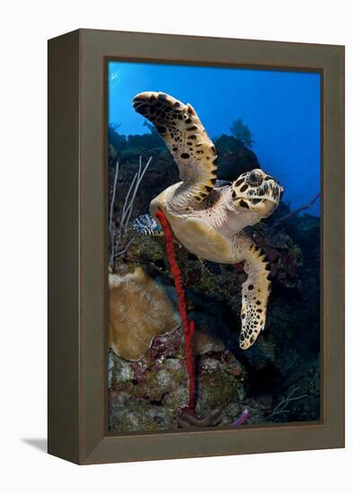 Hawksbill Turtle (Eretmochelys Imbricata) on a Reef Wall with a Rope Sponge-Alex Mustard-Framed Premier Image Canvas
