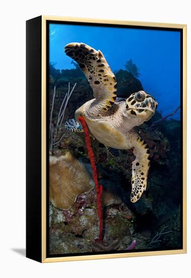 Hawksbill Turtle (Eretmochelys Imbricata) on a Reef Wall with a Rope Sponge-Alex Mustard-Framed Premier Image Canvas