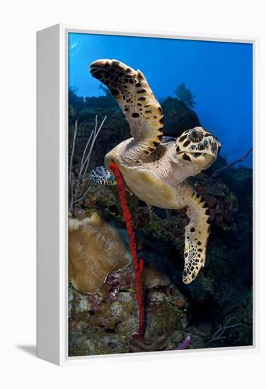 Hawksbill Turtle (Eretmochelys Imbricata) on a Reef Wall with a Rope Sponge-Alex Mustard-Framed Premier Image Canvas