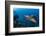 Hawksbill turtle (Eretmochelys imbricata)  Port El Ghalib,  Egypt,  Red Sea-Jordi Chias-Framed Photographic Print