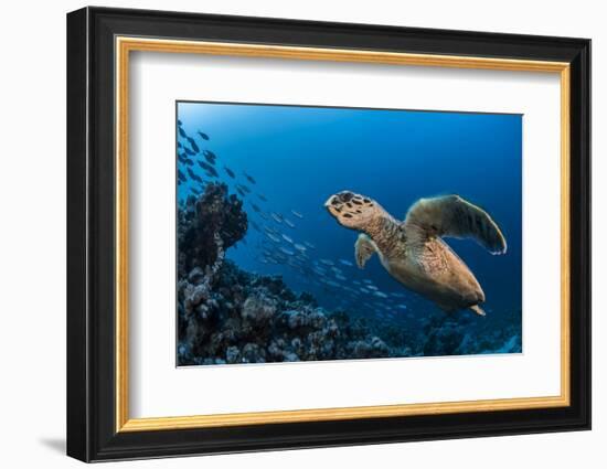 Hawksbill turtle (Eretmochelys imbricata)  Port El Ghalib,  Egypt,  Red Sea-Jordi Chias-Framed Photographic Print