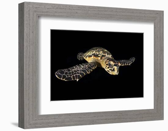 Hawksbill Turtle (Eretmochelys Imbricata) Swimming at Night-Alex Mustard-Framed Photographic Print