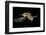 Hawksbill Turtle (Eretmochelys Imbricata) Swimming at Night-Alex Mustard-Framed Photographic Print