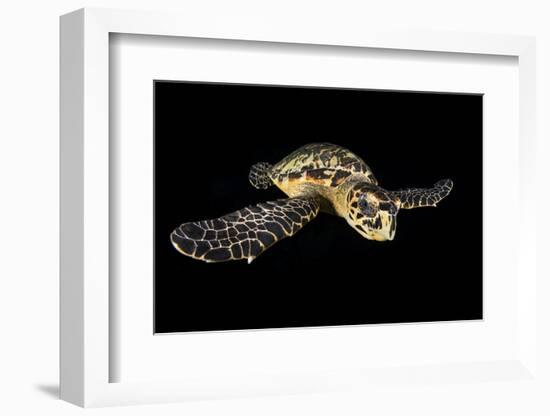 Hawksbill Turtle (Eretmochelys Imbricata) Swimming at Night-Alex Mustard-Framed Photographic Print