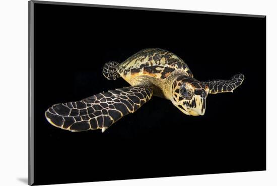 Hawksbill Turtle (Eretmochelys Imbricata) Swimming at Night-Alex Mustard-Mounted Photographic Print