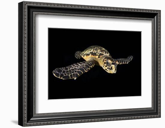 Hawksbill Turtle (Eretmochelys Imbricata) Swimming at Night-Alex Mustard-Framed Photographic Print