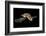 Hawksbill Turtle (Eretmochelys Imbricata) Swimming at Night-Alex Mustard-Framed Photographic Print