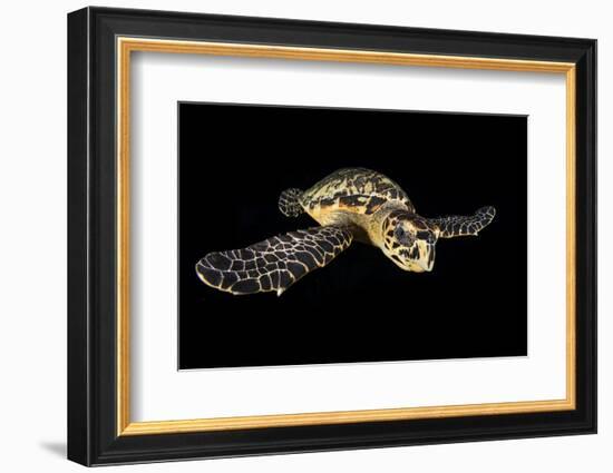 Hawksbill Turtle (Eretmochelys Imbricata) Swimming at Night-Alex Mustard-Framed Photographic Print