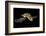 Hawksbill Turtle (Eretmochelys Imbricata) Swimming at Night-Alex Mustard-Framed Photographic Print