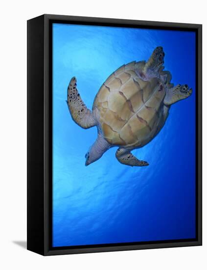 Hawksbill Turtle (Eretmochelys Imbricata) Swimming-Claudio Contreras-Framed Premier Image Canvas