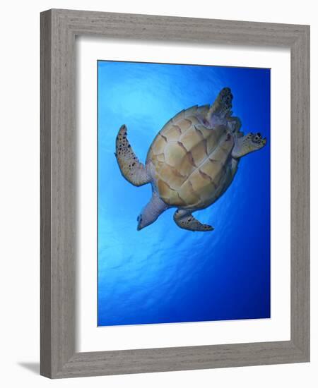 Hawksbill Turtle (Eretmochelys Imbricata) Swimming-Claudio Contreras-Framed Photographic Print