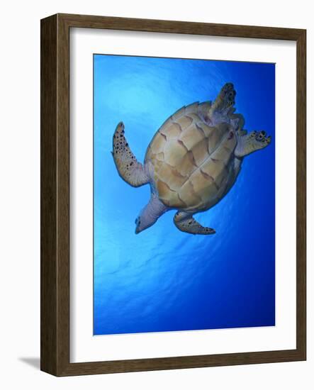 Hawksbill Turtle (Eretmochelys Imbricata) Swimming-Claudio Contreras-Framed Photographic Print