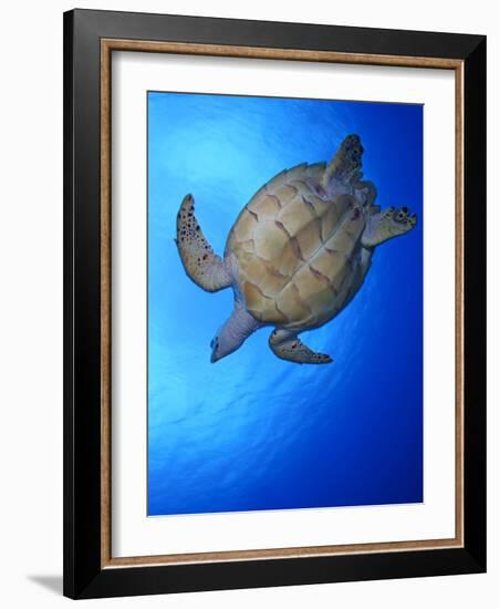 Hawksbill Turtle (Eretmochelys Imbricata) Swimming-Claudio Contreras-Framed Photographic Print