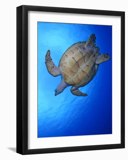 Hawksbill Turtle (Eretmochelys Imbricata) Swimming-Claudio Contreras-Framed Photographic Print