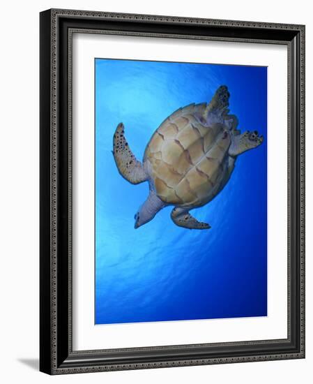 Hawksbill Turtle (Eretmochelys Imbricata) Swimming-Claudio Contreras-Framed Photographic Print