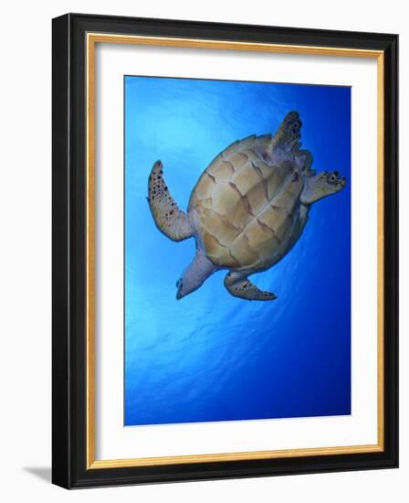 Hawksbill Turtle (Eretmochelys Imbricata) Swimming-Claudio Contreras-Framed Photographic Print