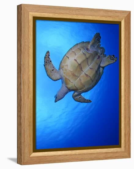 Hawksbill Turtle (Eretmochelys Imbricata) Swimming-Claudio Contreras-Framed Premier Image Canvas