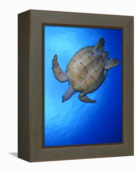 Hawksbill Turtle (Eretmochelys Imbricata) Swimming-Claudio Contreras-Framed Premier Image Canvas