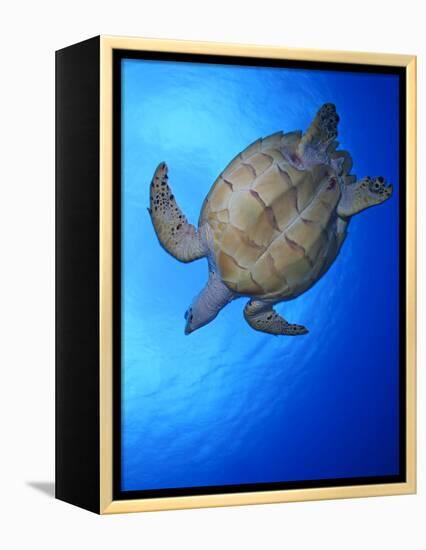 Hawksbill Turtle (Eretmochelys Imbricata) Swimming-Claudio Contreras-Framed Premier Image Canvas