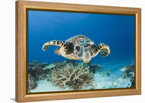 Hawksbill Turtle (Eretmochelys Imbricata)-Reinhard Dirscherl-Framed Premier Image Canvas