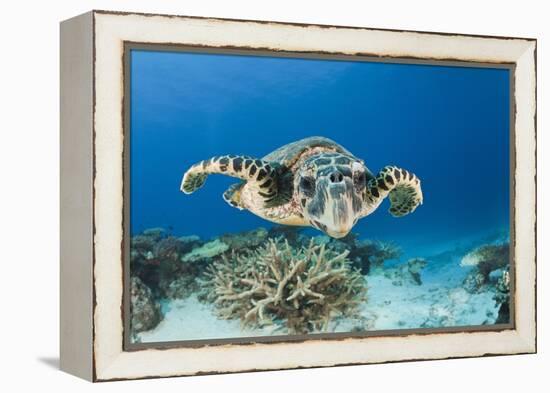 Hawksbill Turtle (Eretmochelys Imbricata)-Reinhard Dirscherl-Framed Premier Image Canvas