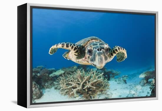 Hawksbill Turtle (Eretmochelys Imbricata)-Reinhard Dirscherl-Framed Premier Image Canvas