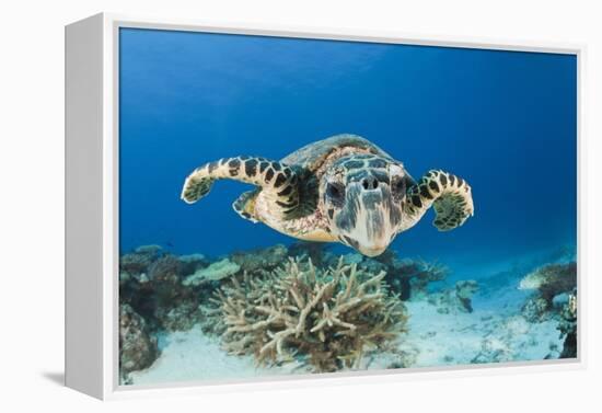 Hawksbill Turtle (Eretmochelys Imbricata)-Reinhard Dirscherl-Framed Premier Image Canvas