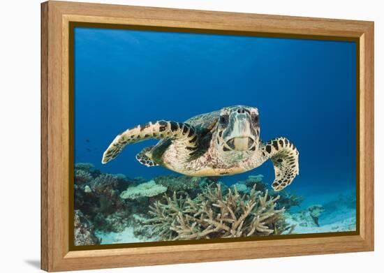 Hawksbill Turtle (Eretmochelys Imbricata)-Reinhard Dirscherl-Framed Premier Image Canvas