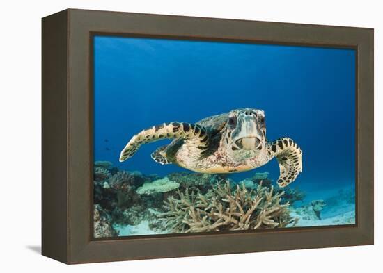 Hawksbill Turtle (Eretmochelys Imbricata)-Reinhard Dirscherl-Framed Premier Image Canvas