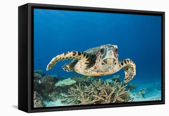 Hawksbill Turtle (Eretmochelys Imbricata)-Reinhard Dirscherl-Framed Premier Image Canvas