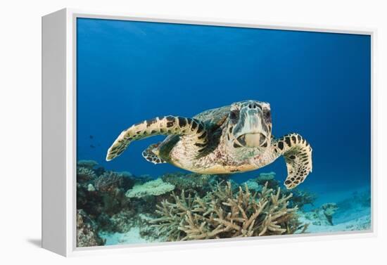 Hawksbill Turtle (Eretmochelys Imbricata)-Reinhard Dirscherl-Framed Premier Image Canvas