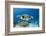 Hawksbill Turtle (Eretmochelys Imbricata)-Reinhard Dirscherl-Framed Photographic Print